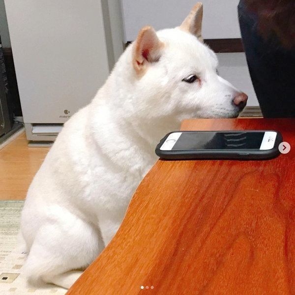 気持ちが抑えきれず…「あるもの」をガン見しちゃう白柴ちゃん♡｜いぬ