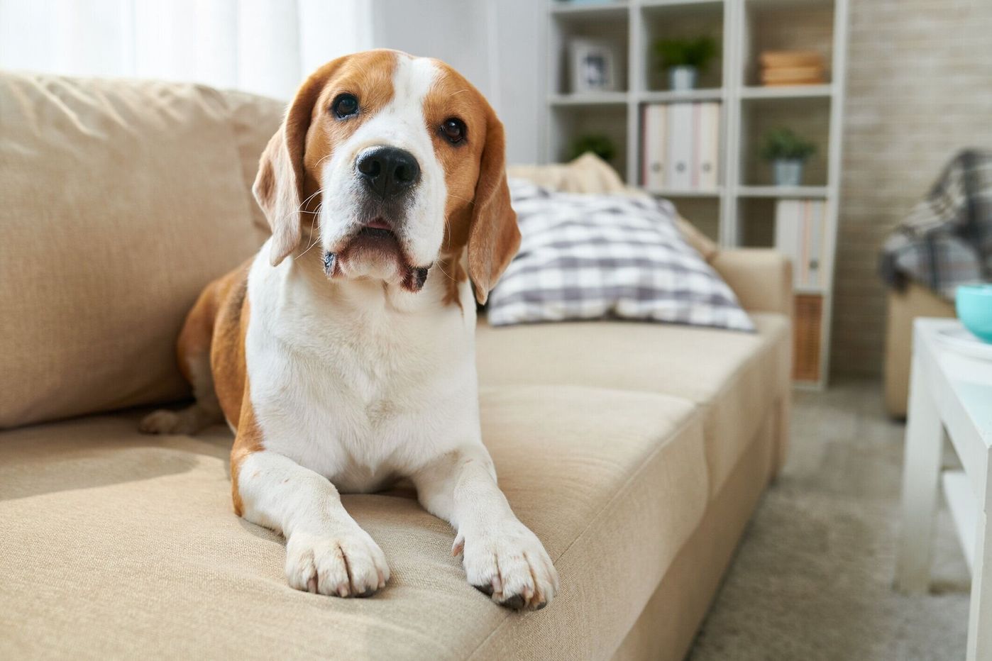 獣医師監修 犬のてんかん 症状や原因 飼い主さんの対応体験談も いぬのきもちweb Magazine 獣医師監修 犬のてんかん 症状や原因 飼い主さんの対応体験談も いぬのきもちweb Magazine