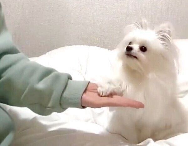 「オテ」をするかわいーぬちゃん