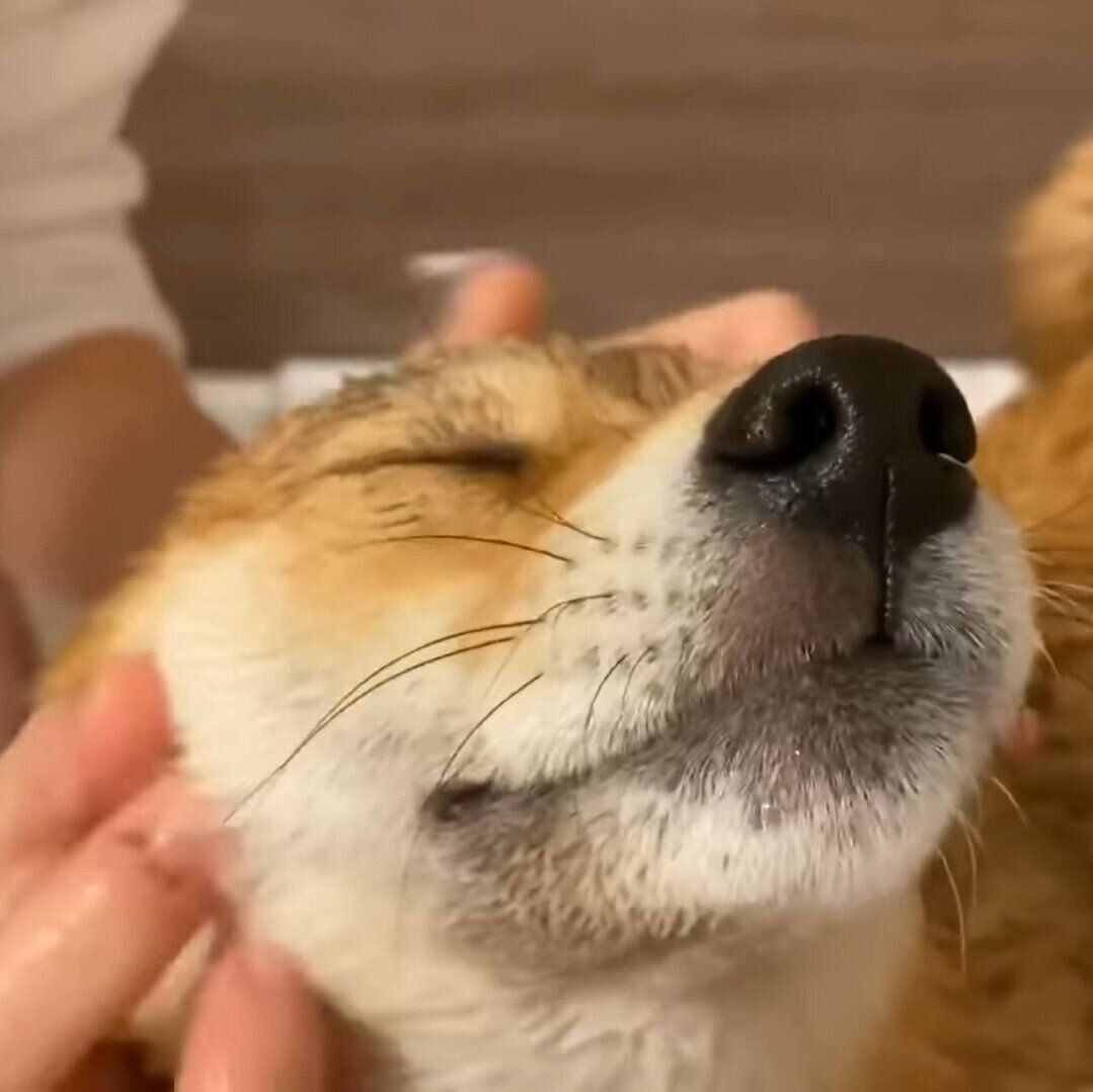 頭を洗われるのは好きな福ちゃん