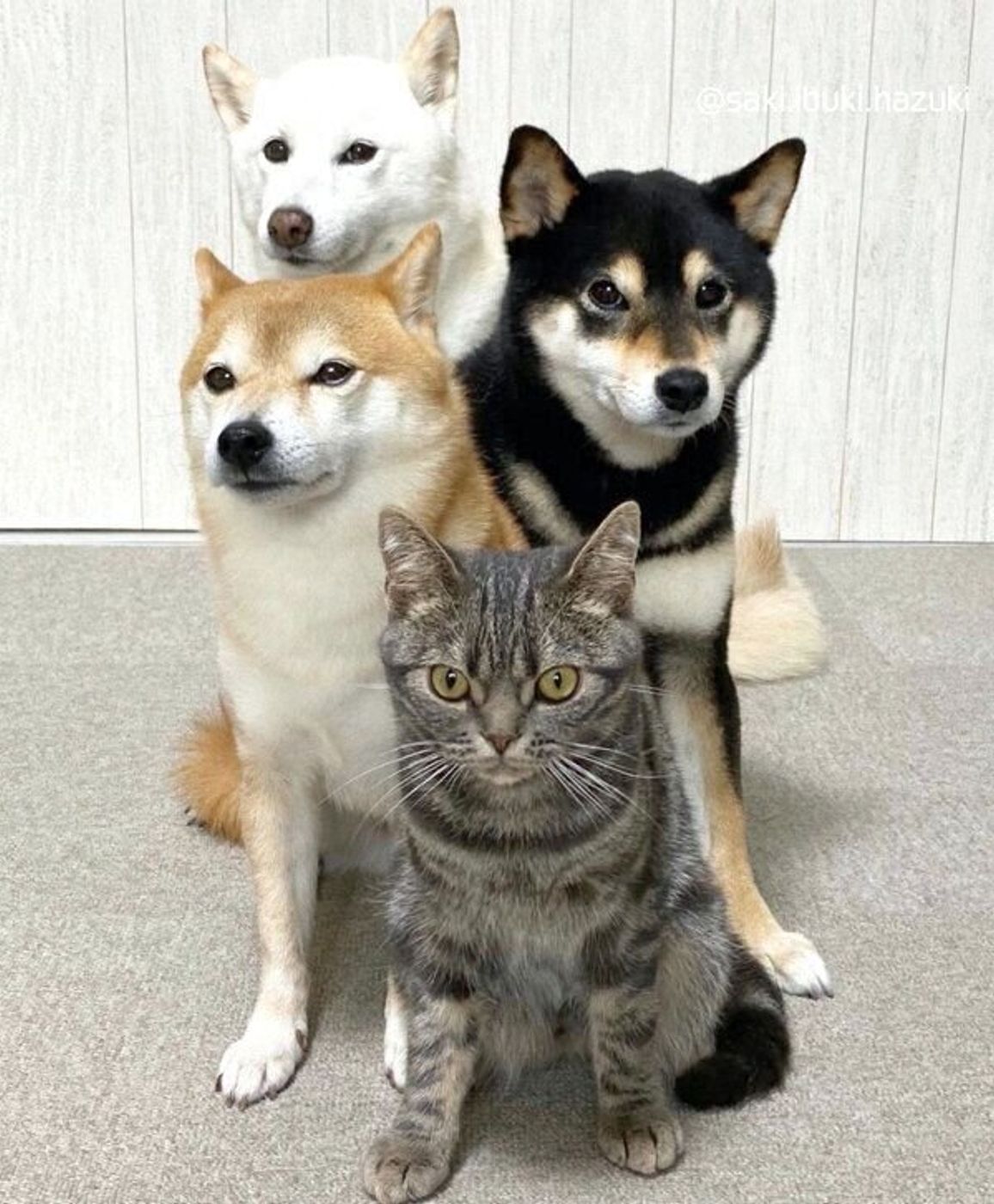 息ピッタリのごはんタイムに悶絶 柴犬 ニャンコ姉弟の日常に癒される人が続出 いぬのきもちweb Magazine 息ピッタリのごはんタイムに悶絶 柴犬 ニャンコ姉弟の日常に癒される人が続出 いぬのきもちweb Magazine