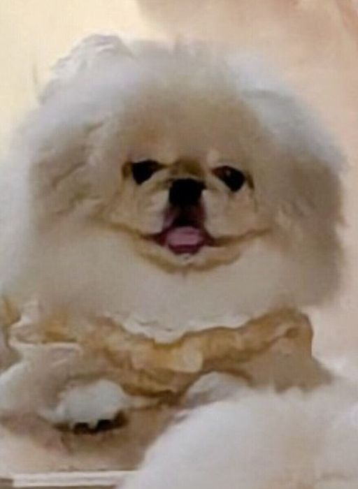 飼い主さんが笑ってしまった どんきちくんのかわいらしい“笑顔”