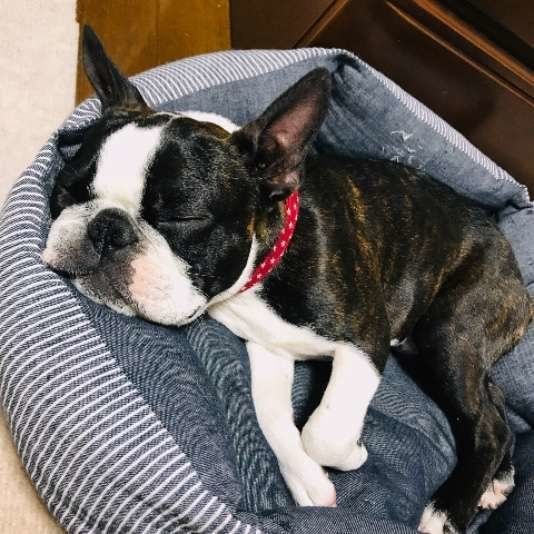 ボストン・テリアのアスタくん