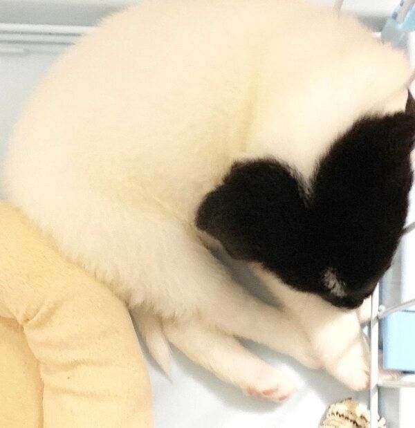 頭の部分にハート模様があるメロウくん