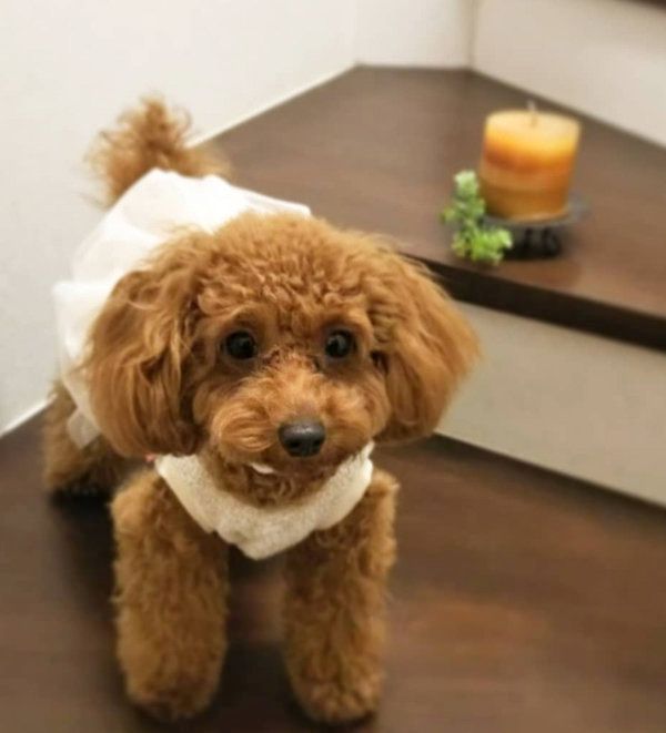 トイ・プードルのモカちゃん