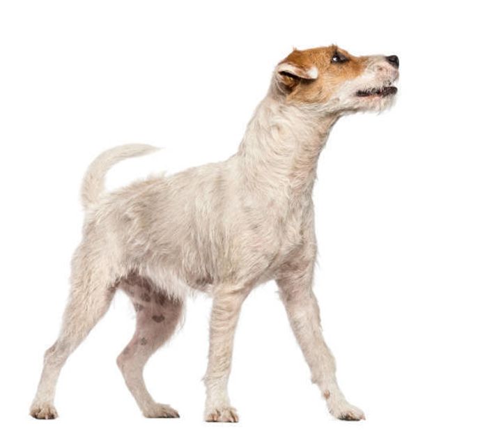 パーソン・ラッセル・テリア