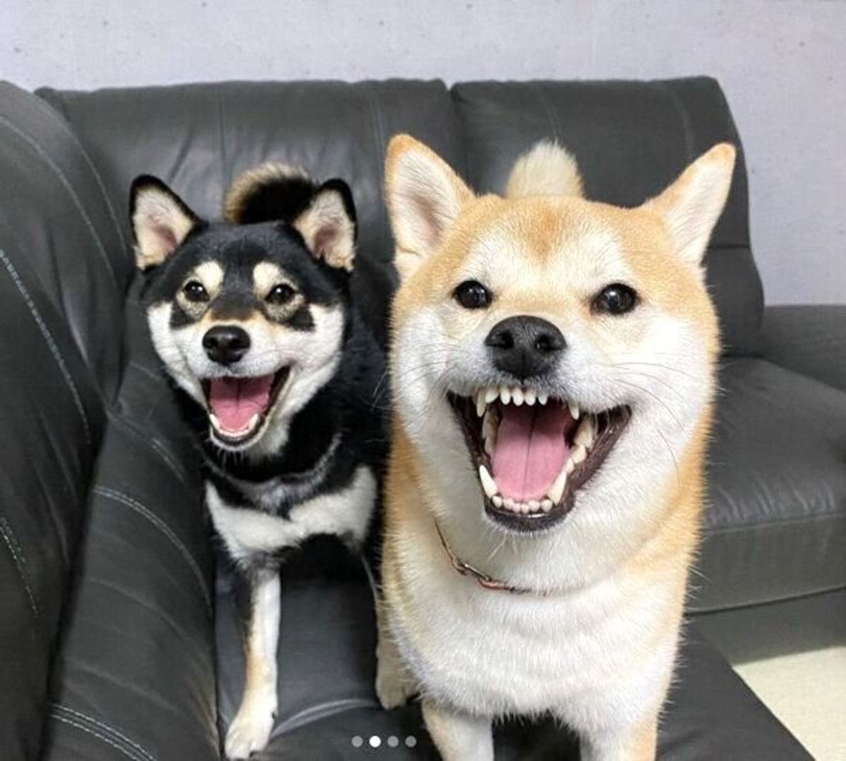 飼い主がキッチンに立つと 毎回登場 真顔で圧をかけてくる柴犬姉妹が笑える いぬのきもちweb Magazine 飼い主がキッチンに立つと 毎回登場 真顔で圧をかけてくる柴犬姉妹が笑える いぬのきもちweb Magazine