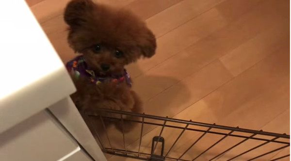 ちょこちょこダンス