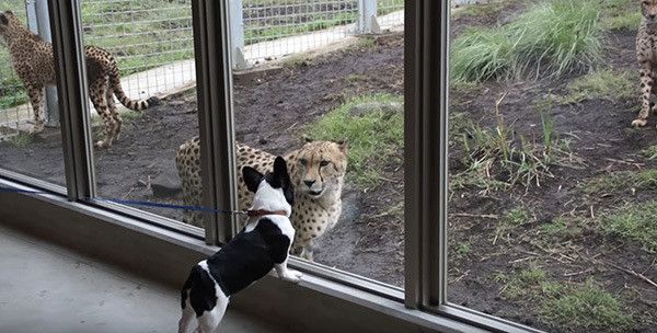 チーターとフレンチ・ブルドッグ