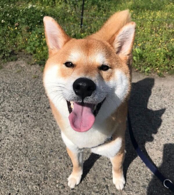 散歩を楽しむまめきちくん