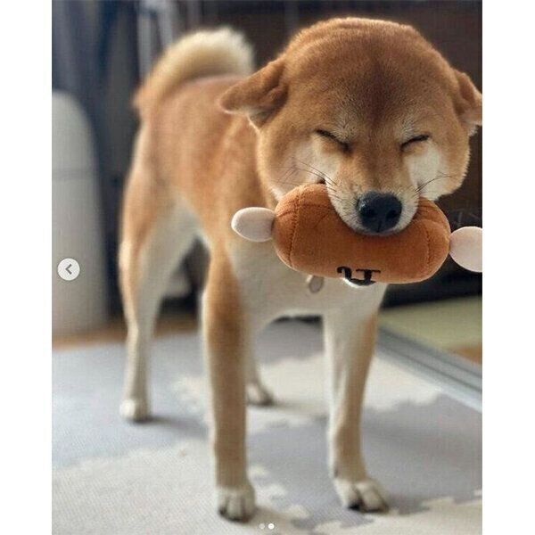 おもちゃをくわえながら飼い主さんを出迎える、きなこちゃん