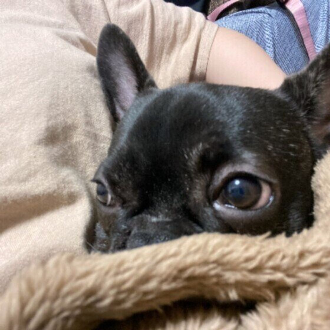 獣医師監修 犬にレタスを与えても大丈夫 レタスを食べるメリットと与え方を解説 いぬのきもちweb Magazine 獣医師監修 犬にレタスを与えても大丈夫 レタスを食べるメリットと与え方を解説 いぬのきもちweb Magazine