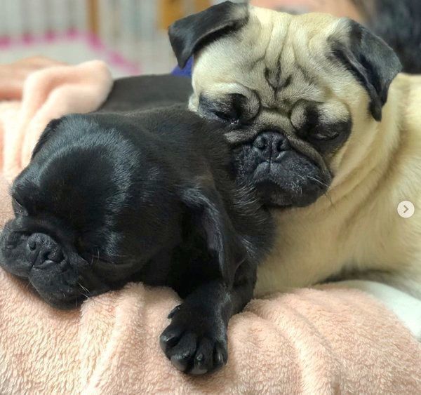 パグの小梅ちゃんと小豆ちゃん