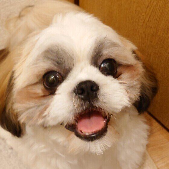 シー・ズーのシオンちゃん