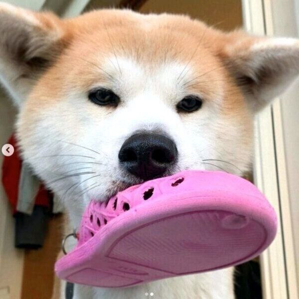 スリッパをくわえるジロウちゃん