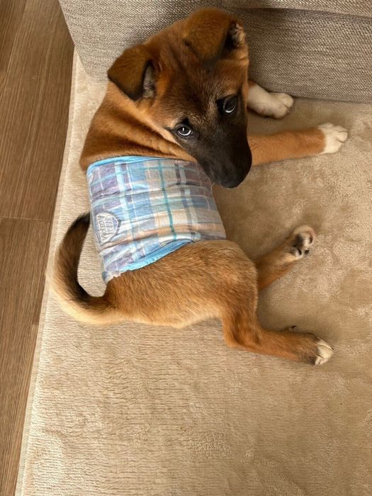 上を見ている元保護犬