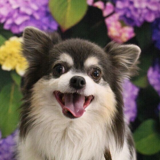 チワワとあじさい いぬのきもち