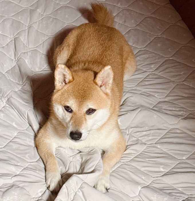 顔を逸らすつむちゃん