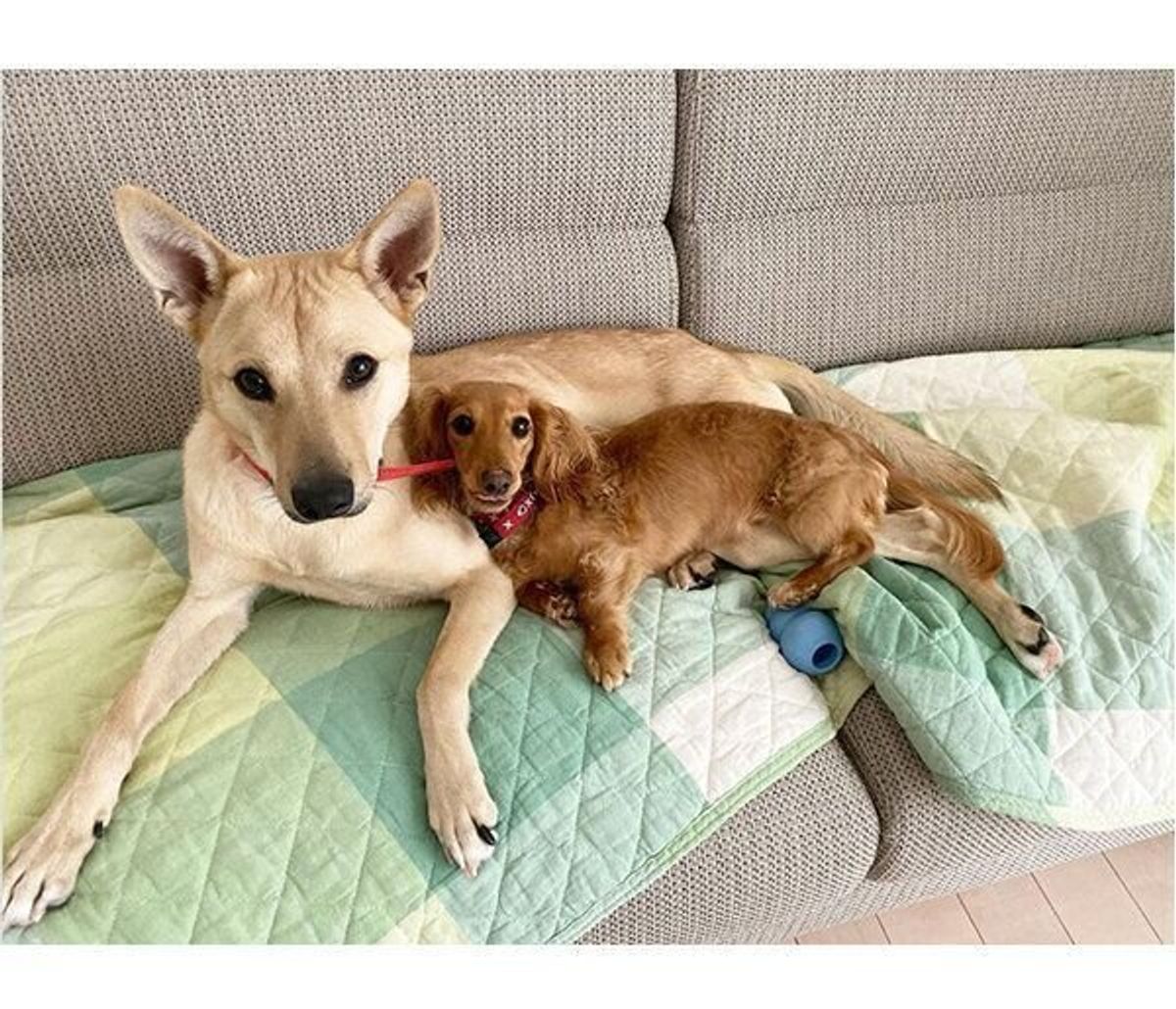 保護犬を迎え入れた日に 予期せぬ幸運 が 家族になって約2年 今の暮らしぶりを覗き見 いぬのきもちweb Magazine 保護犬を迎え入れた日に 予期せぬ幸運 が 家族になって約2年 今の暮らしぶりを覗き見 いぬのきもちweb Magazine