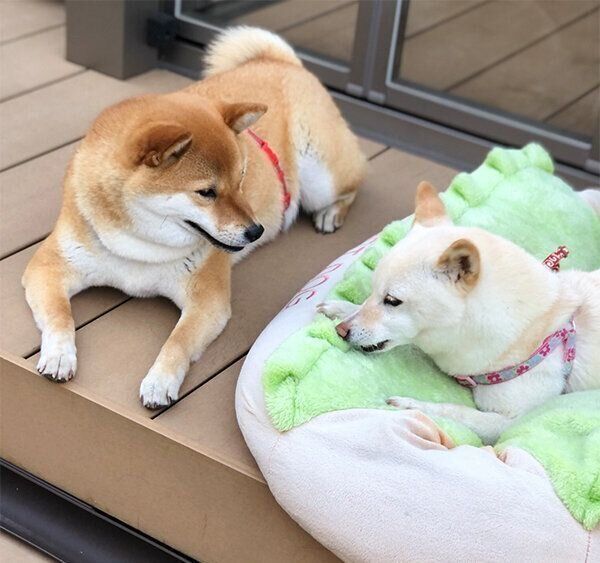 ベッドを貸してあげるあさむらさん