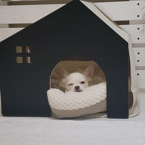犬のよい眠りのためにしてはいけない飼い主の行動とは? いぬのきもち