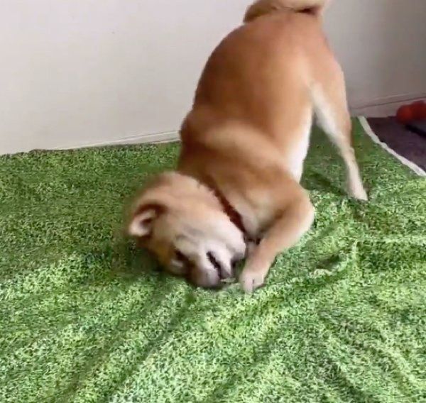 荒ぶり方がすごい豆千代くん