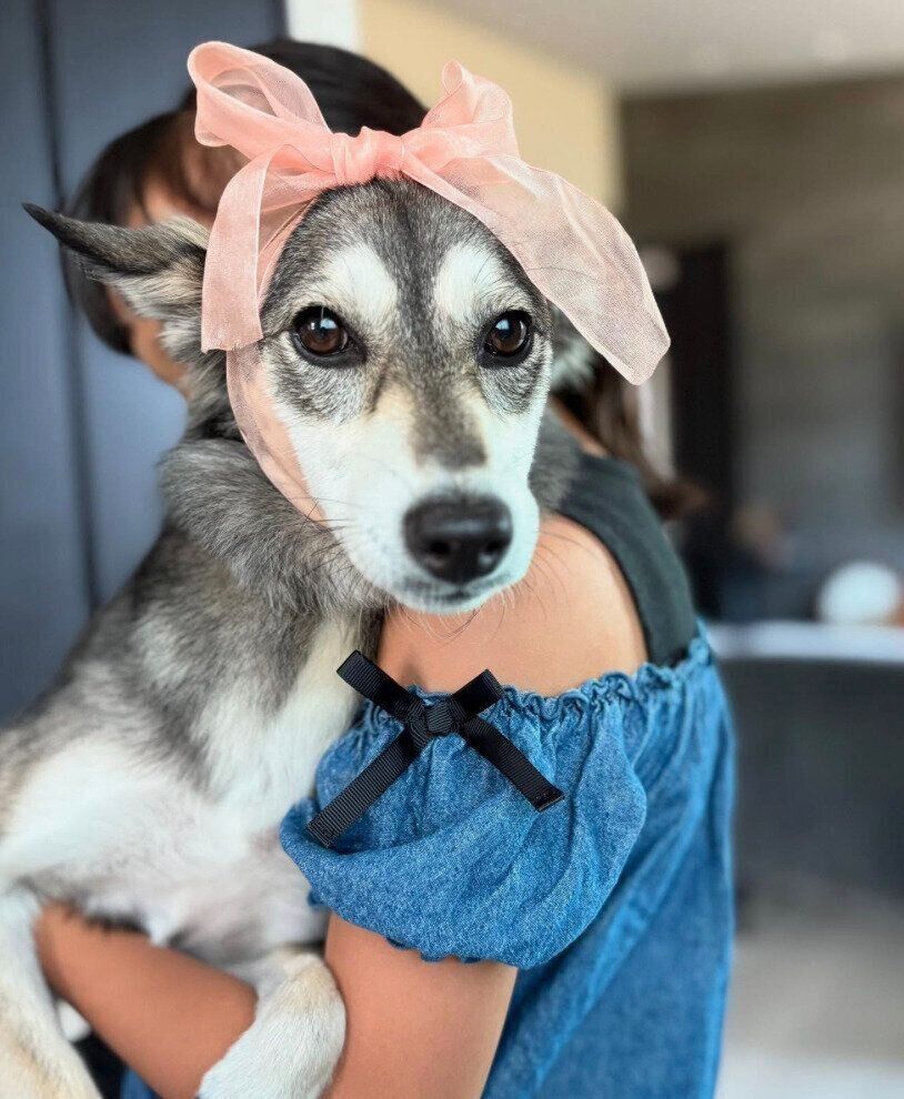 可愛いリボンをつけているララちゃん。