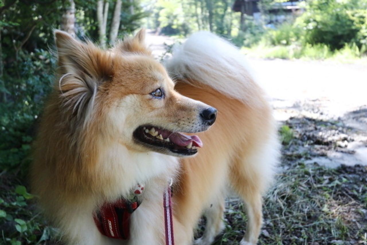 己の目標を振り返ってみたら 穴澤賢の犬のはなし いぬのきもちweb Magazine 己の目標を振り返ってみたら 穴澤賢の犬のはなし いぬのきもちweb Magazine