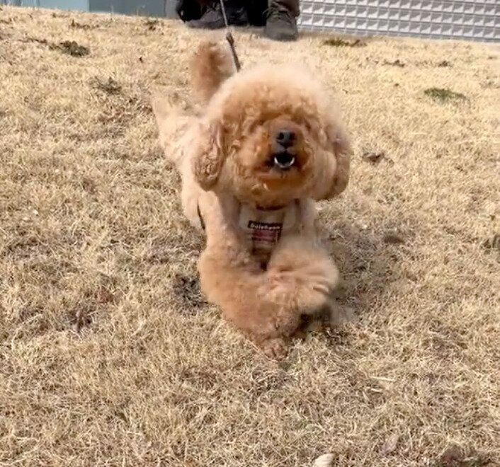 ほふく前進をするプーチンくん