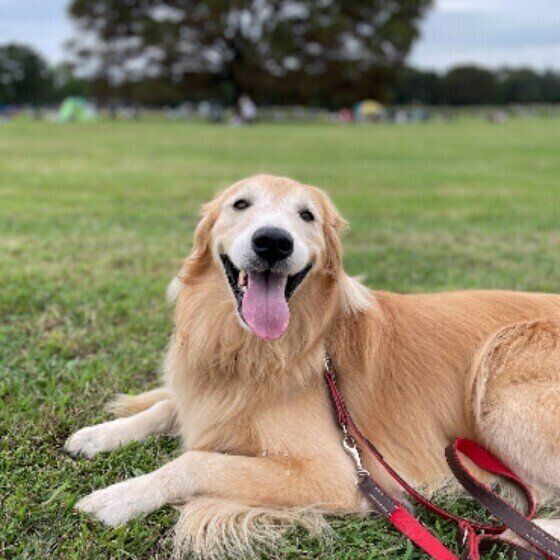 笑顔のゴールデン