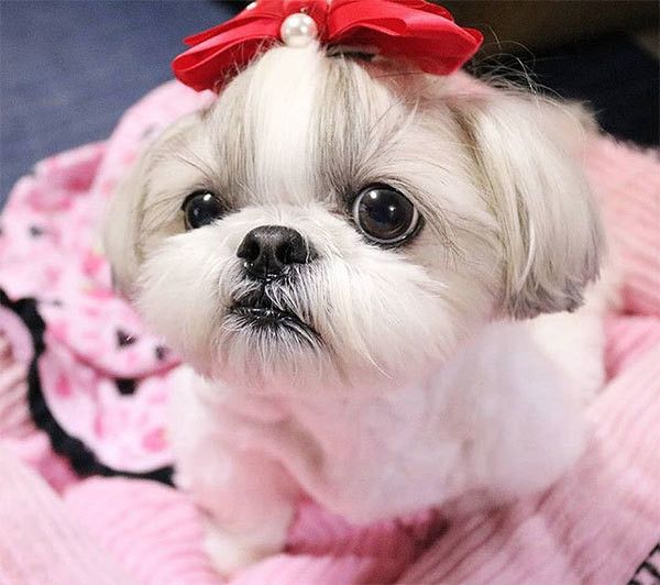 見つめるシー・ズー