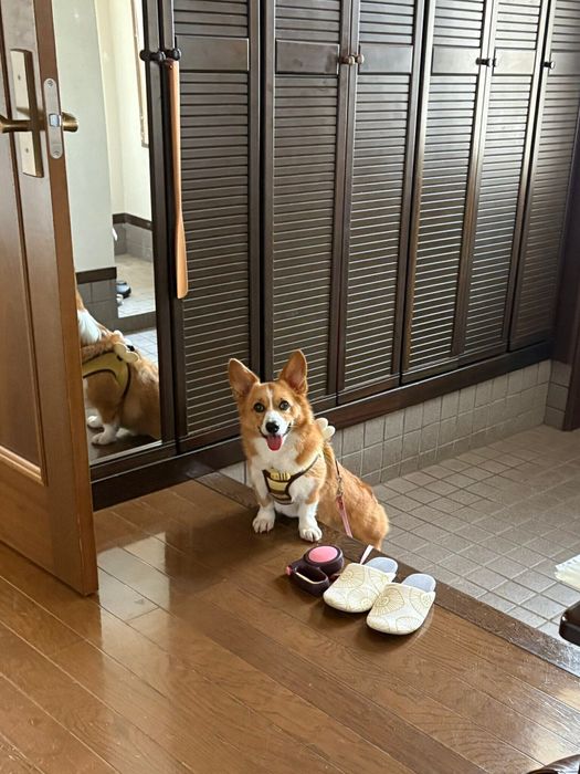 「足を洗うまでは上がっちゃダメ」のはずだったけれど?