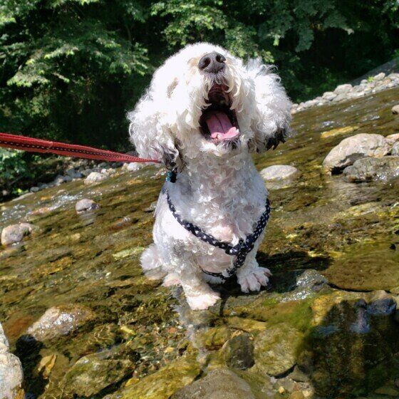 川遊びを楽しむはなちゃん