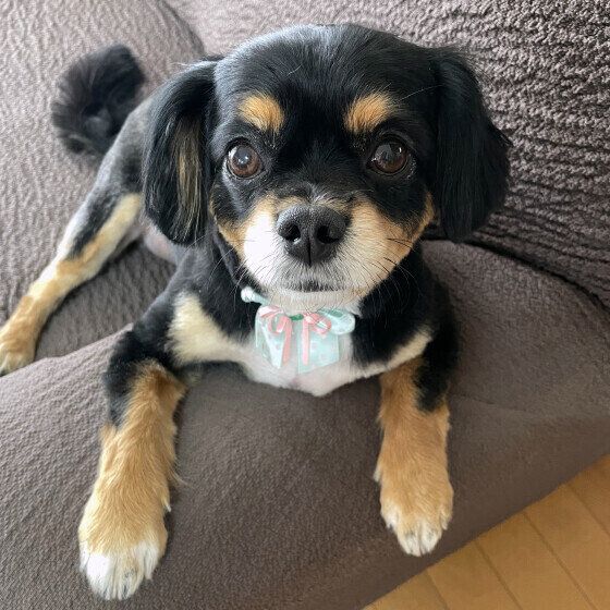 犬が「クンクン」鳴くのはなぜ？ 犬が鼻を慣らす理由と対処法 いぬのきもち