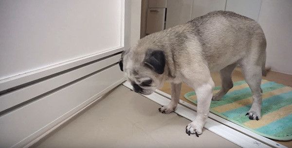 お風呂が気になるパグ