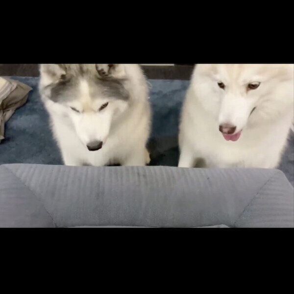 おやつを見つめるフィスくんとグーちゃん