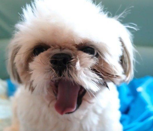 爪切りをしたくないシーズー