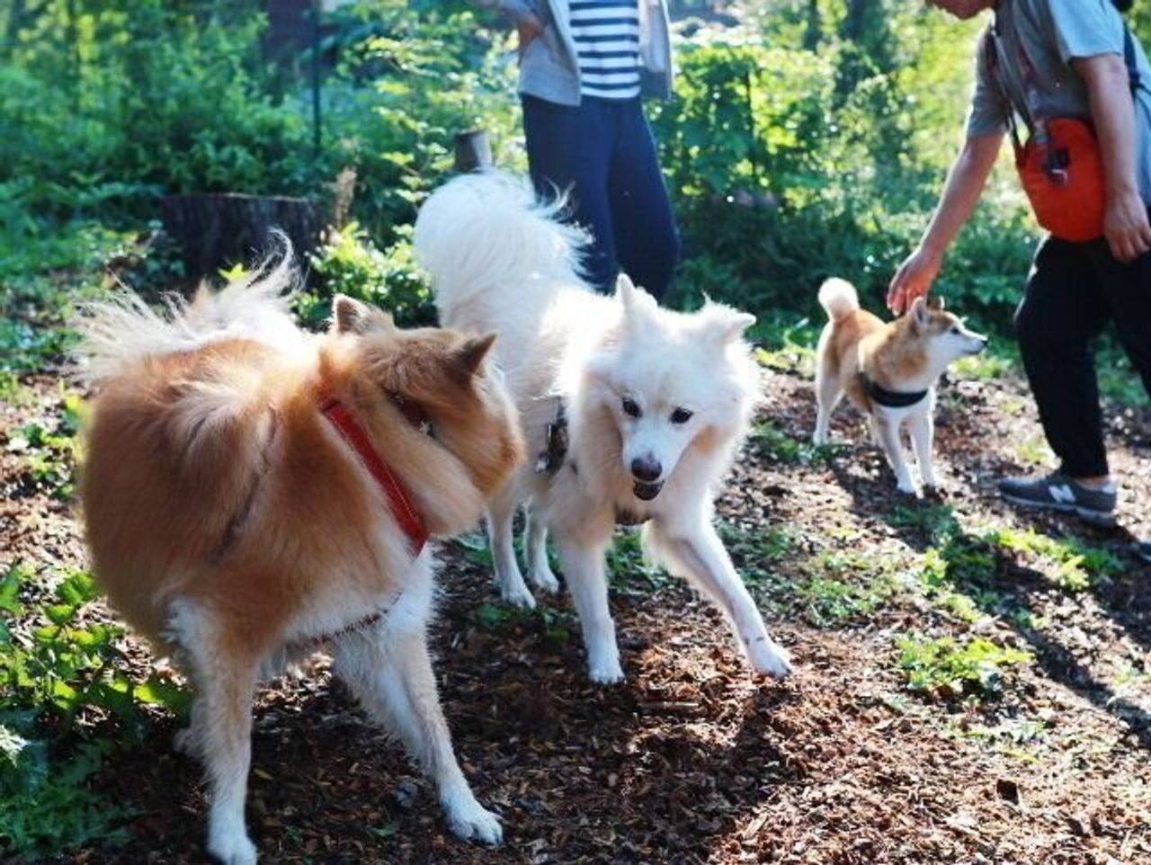 犬の口角が上がるとき 穴澤賢の犬のはなし いぬのきもちweb Magazine 犬の口角が上がるとき 穴澤賢の犬のはなし いぬのきもちweb Magazine