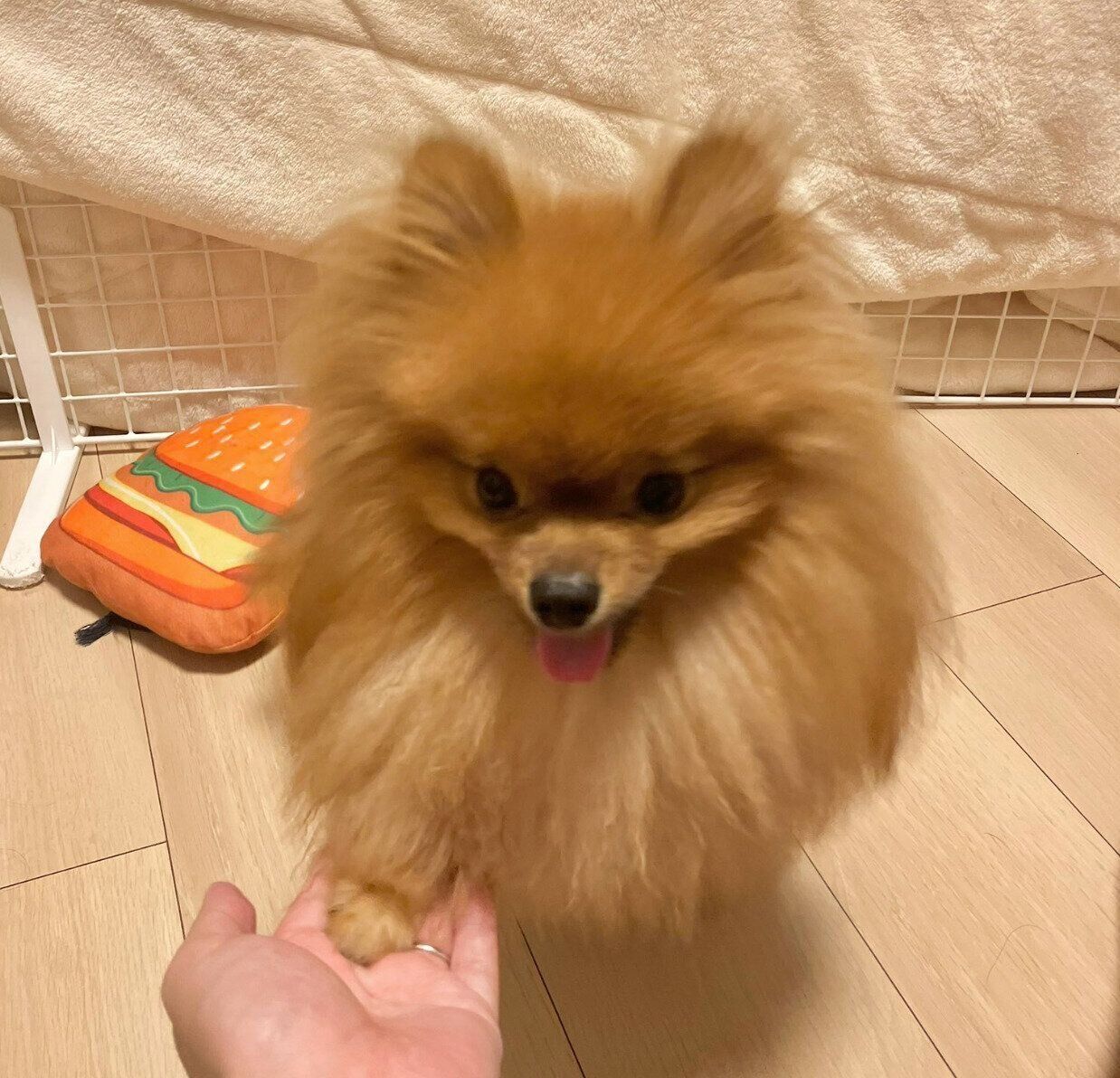 オテをするケチャ丸くん