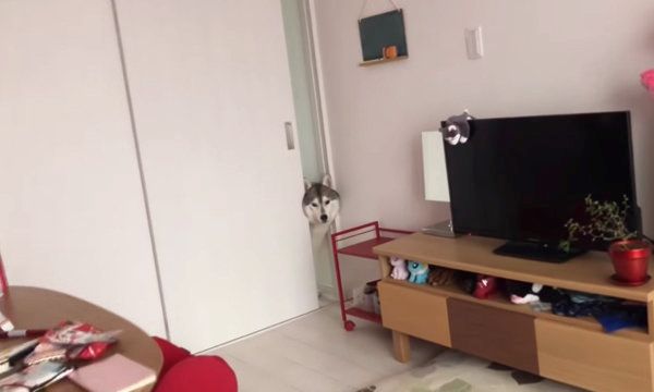 隙間から顔を覗かせるシベリアン・ハスキー