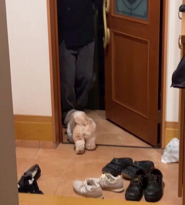 大好きなお兄ちゃんのお出迎えをする、つぶちゃん