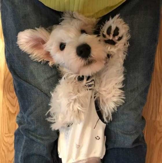 手を上げてるミニチュア・シュナウザー