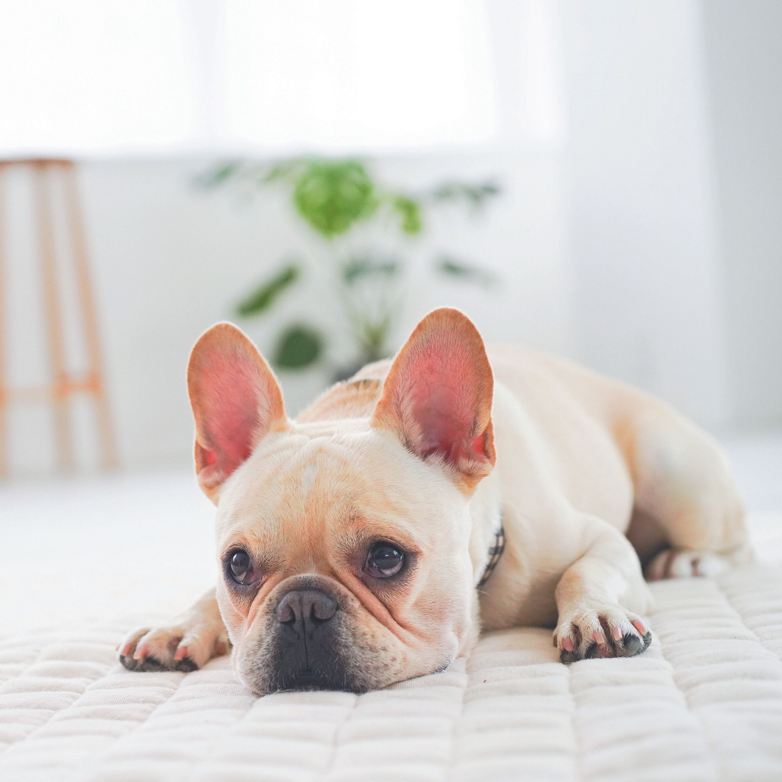 鳥の骨のほか、犬の体のサイズに合っていないガムも要注意！