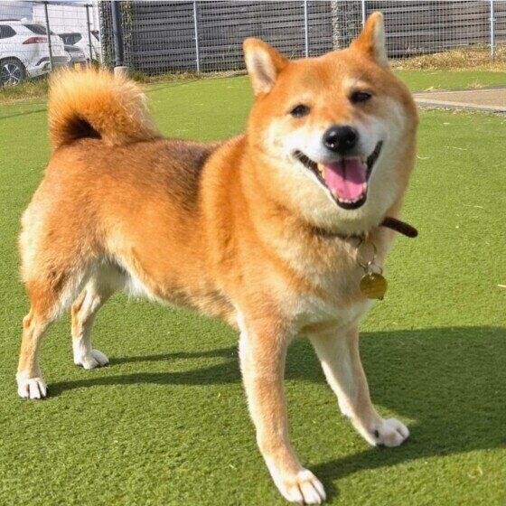 ドッグランで笑顔の柴犬