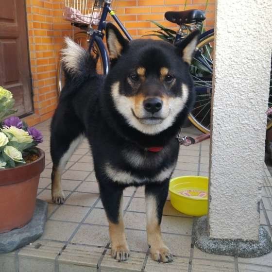【獣医師監修】犬の足裏を洗い過ぎ?お散歩後のケア方法