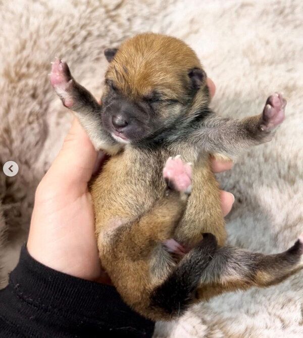 産まれたばかりのどんちゃん
