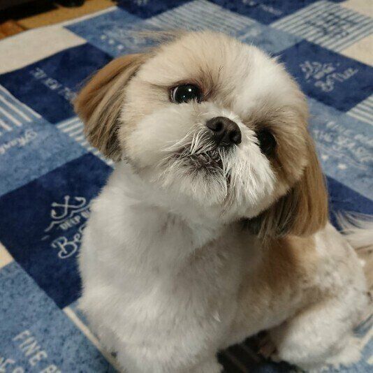 見つめるシー・ズー