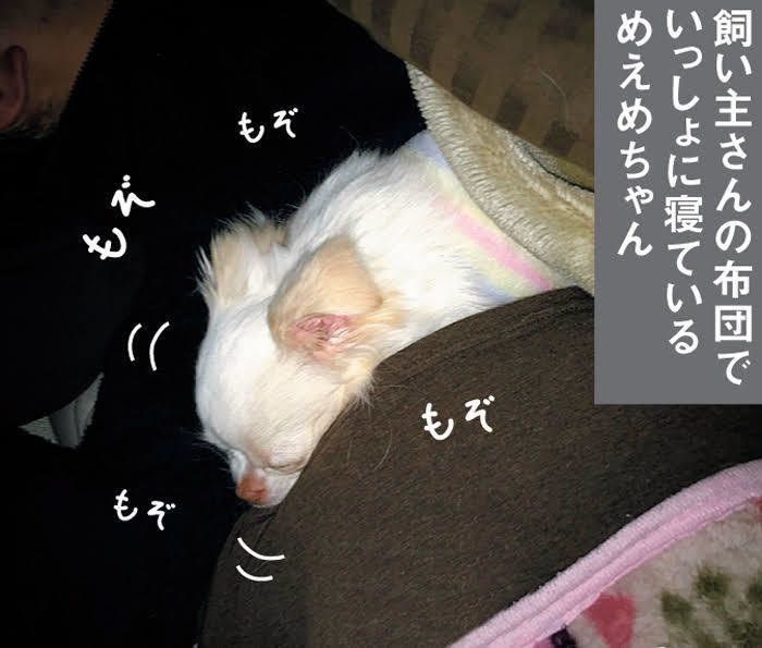 チワワのめえめちゃん