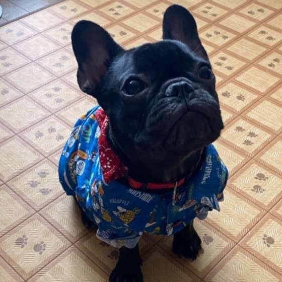 見つめるフレンチ・ブルドッグ