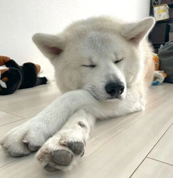 うたた寝する凛太郎くん